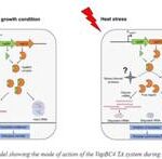 Indian scientists discover survival strategies on how microbes adapt to harsh conditions on Earth