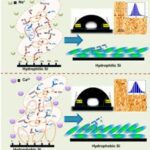 A group of scientists created lysozyme bilayer in the presence of ions