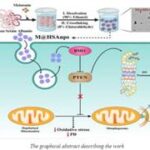 Indian scientists find a potential therapeutic solution for Parkinson’s disease