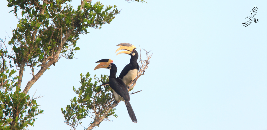 Malabar Pied Hornbill