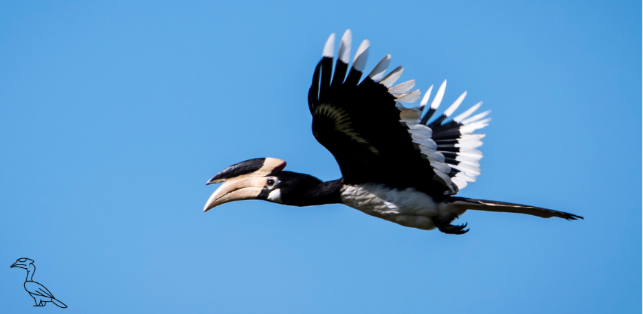 Malabar Pied Hornbill