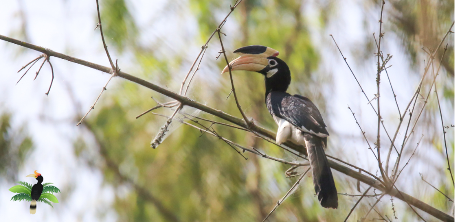 Malabar Pied Hornbill
