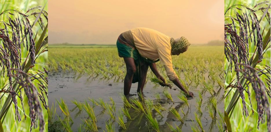 Kalanamak Rice
