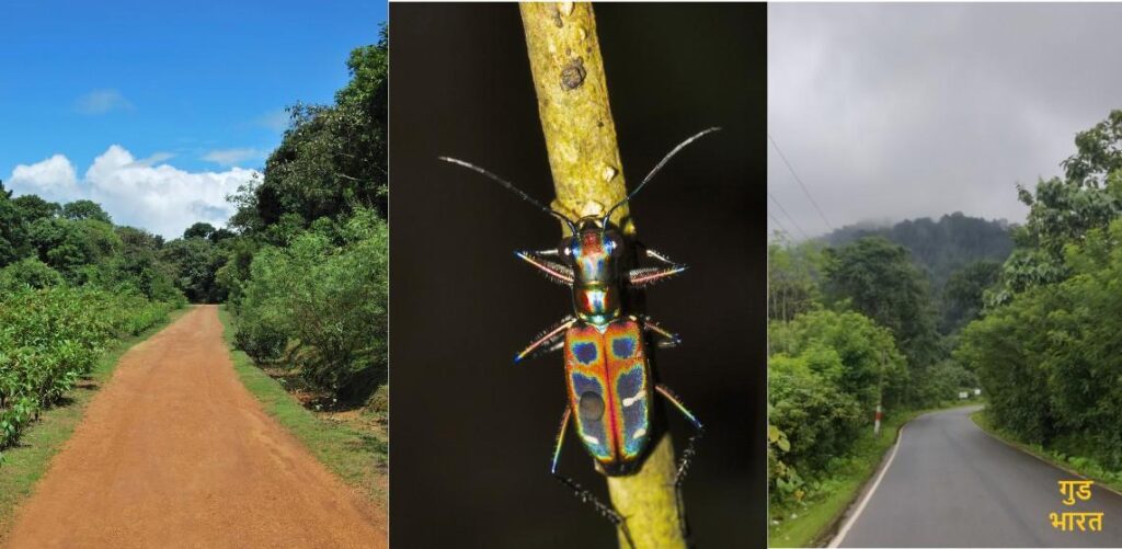 Agumbe