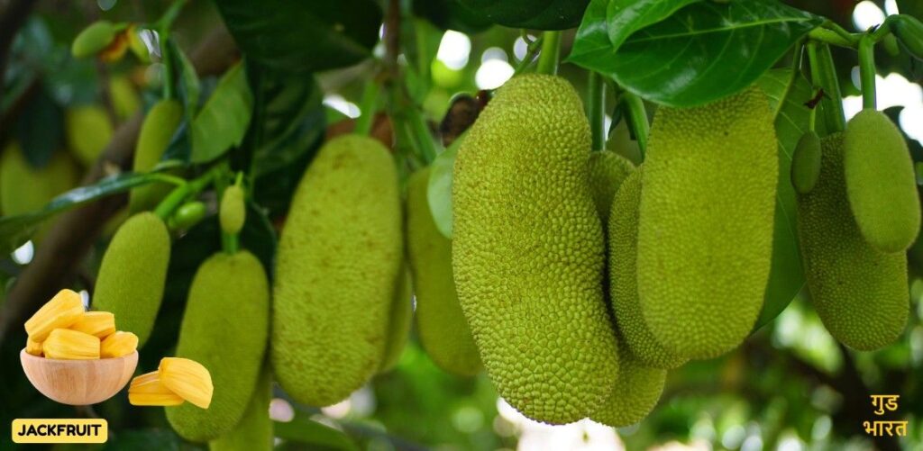 Jackfruit