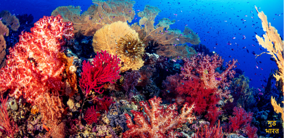  Coral Gardens 