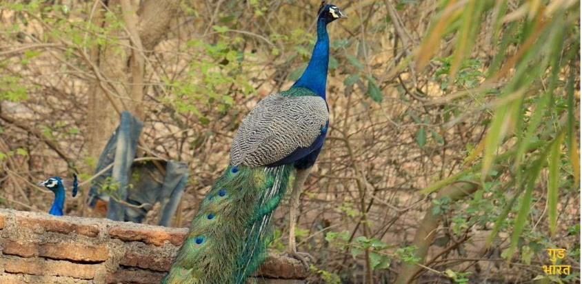 Banswara 
