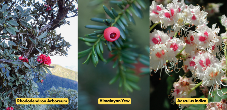 Himalayan Trees
