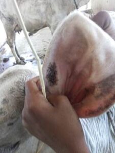 Herbal Animal Medicines Standardised to Improve Livestock Immunity