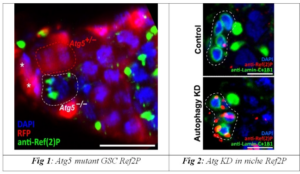 Indian Scientists decode new avenues for research on healthy ageing