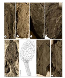 Ancient Ecosystems Unearthed in Jharkhand Coalfields