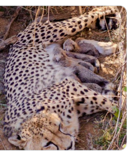 Cheetah Numbers Grow to 53 in India After Jwala’s 5 Cubs