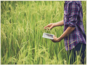 Wild Rice Conservation Gets Major Boost as Assam’s