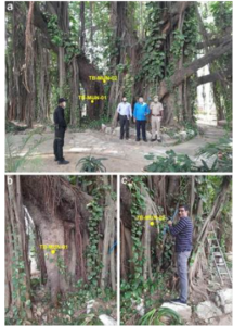 Scientists Confirm 700-Year-Old Munger Banyan as Oldest Scientifically Dated