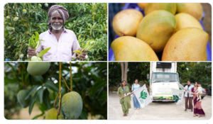 India’s  First Air Shipment of Karnataka Mangoes to Maldives